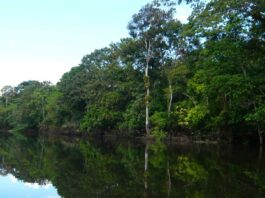 Visitar el Amazonas