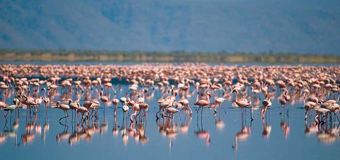 Lago Natron en Tanzania