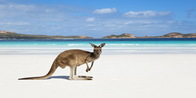 Animales que solo encontrarás en Australia