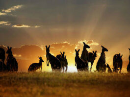 Animales que solo encontrarás en Australia