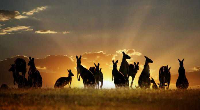 Animales que solo encontrarás en Australia