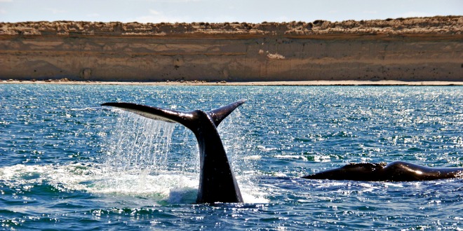 Avistaje de ballenas