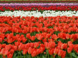 lugares para disfrutar de las flores