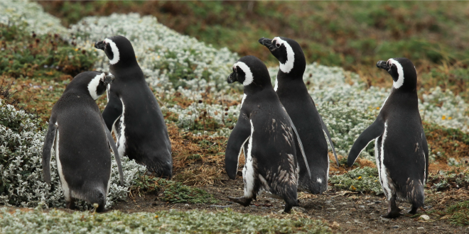 Pinguinos de Magallanes