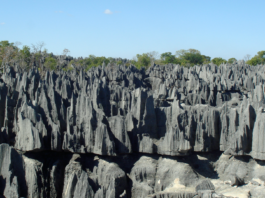 El impresionante "bosque de piedra" en Madagascar