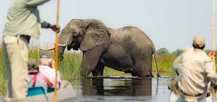 Paseos en canoa en Okavango