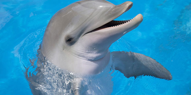 foto-delfines-algarve