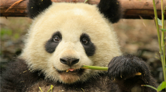 Si amas los pandas… ¡Este es tu destino!