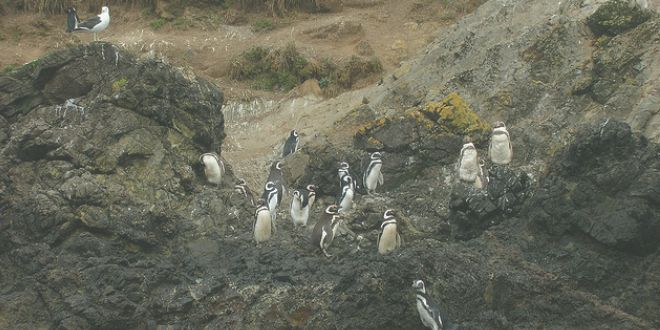 Pingüineras