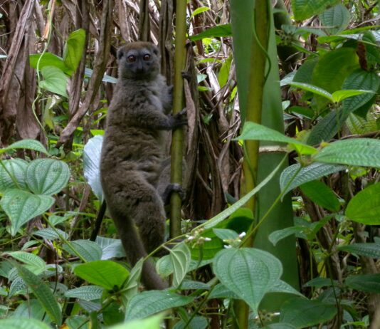 Parque nacional de Marojejy, un paraíso exuberante