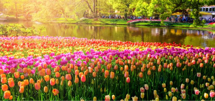 Parque de tulipanes en Holanda