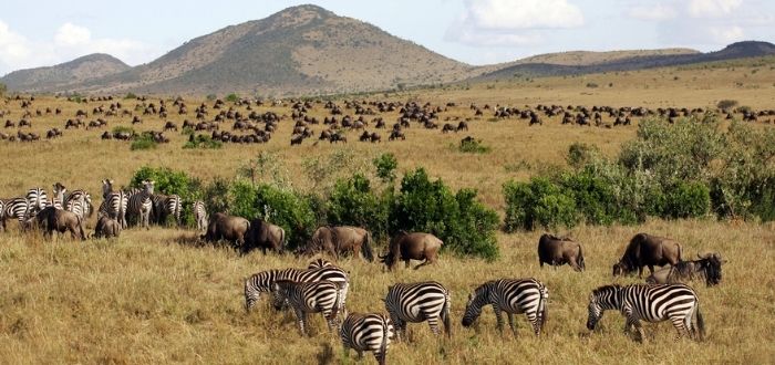 Animales en el Masái Mara