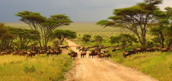 Animales en Reserva natural de Kenia