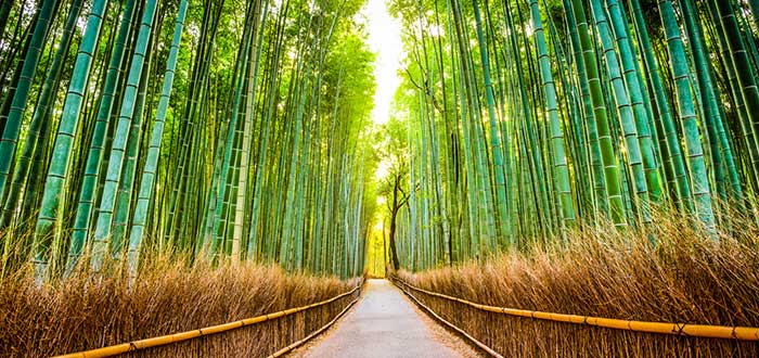 Gran Bosque de Bambú - Fenómenos naturales fascinantes