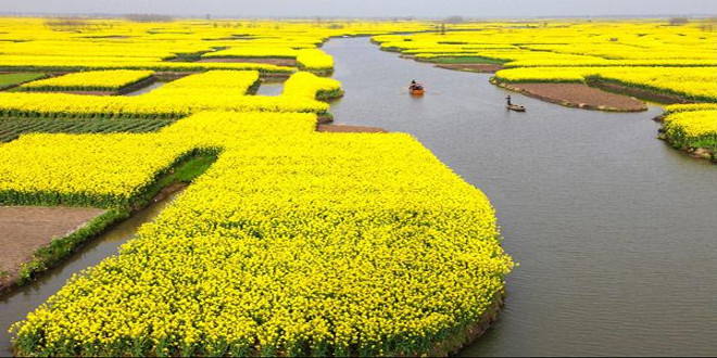 Los campos de colza en China