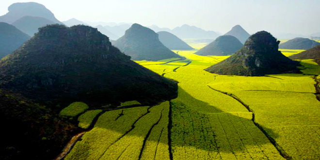 Los campos de colza en China