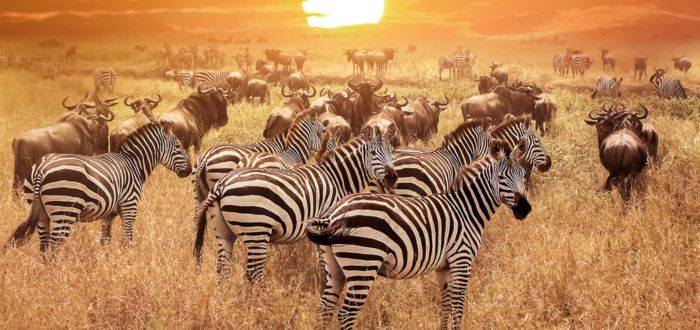 Parque Nacional Serengueti | Parques Nacionales de África