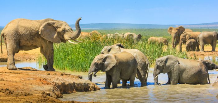 Parque Nacional de Addo Elephant | Parques Nacionales de África