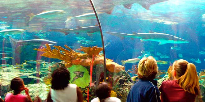 Ripleys-Aquarium
