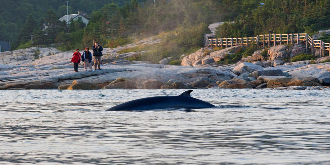 La hermosa ruta de las ballenas en Tadoussac (Canadá)