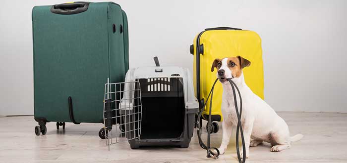 Consejos para llevar a tu mascota de viaje