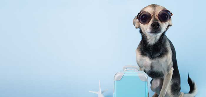 ¿Cuánto cuesta viajar con un perro en un avión?