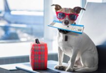 Consejos para viajar con perro en avión