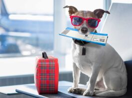 Consejos para viajar con perro en avión