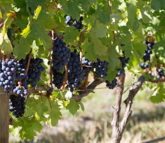 Stellenbosch, la región vinícola más grande de Sudáfrica