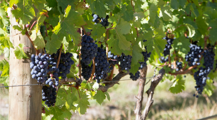 Stellenbosch, la región vinícola más grande de Sudáfrica