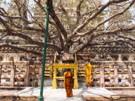El árbol sagrado Maha Bodhi