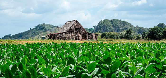 Plantaciones de Tabaco en Cuba