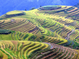 Terrazas de arroz de Longji, belleza y tradición