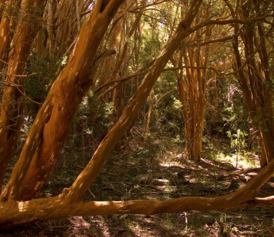 Parque nacional los Arrayanes, belleza natural