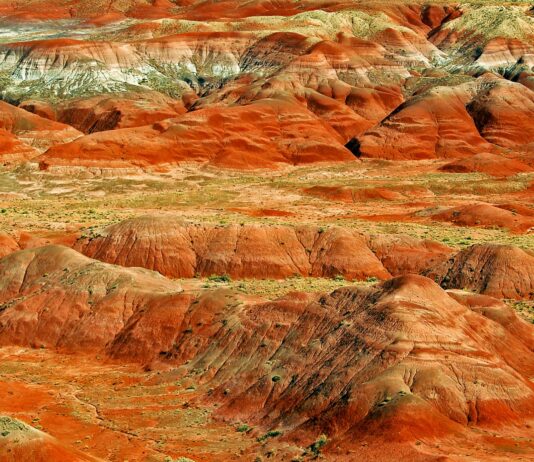 Bosque petrificado, una obra maestra natural