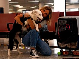 Viajar con mascotas en el avión | 10 consejos esenciales Viajar con mascotas en el avión