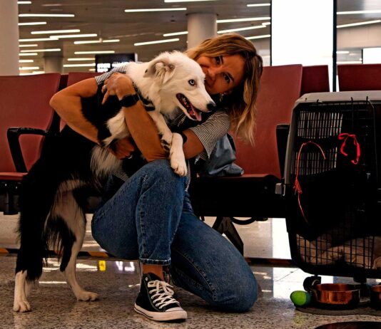 Viajar con mascotas en el avión