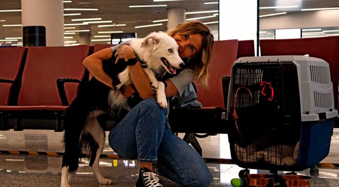 Viajar con mascotas en el avión