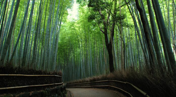 Bosque de bambú de Arashiyama, entre susurros y luces