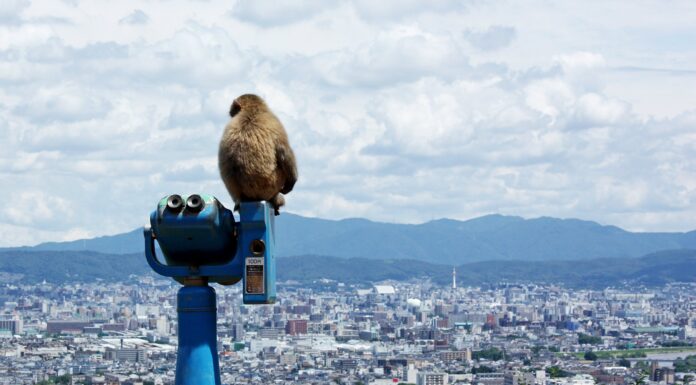 Parque de Iwatayama, el reino de los monos