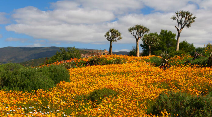 Namaqualand, primavera en el jardín de los Dioses