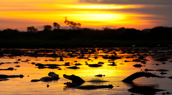 El pintoresco pantanal que no conocías en Brasil
