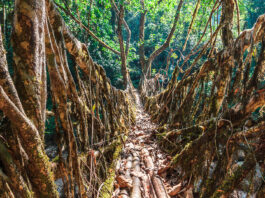 Los puentes vivientes de Meghalaya, arquitectura natural Puentes de Meghalaya
