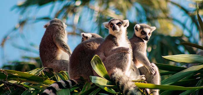 Reserva de Anja, Qué ver en Madagascar