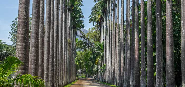 Jardín Botánico de Brasil
