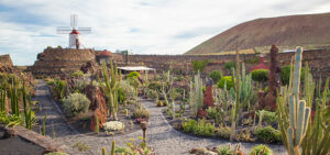 Qué ver en Canarias | Jardín de Cactus de Lanzarote