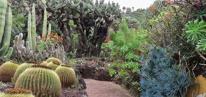 Qué ver en Gran Canaria | Jardín Botánico Viera y Clavijo