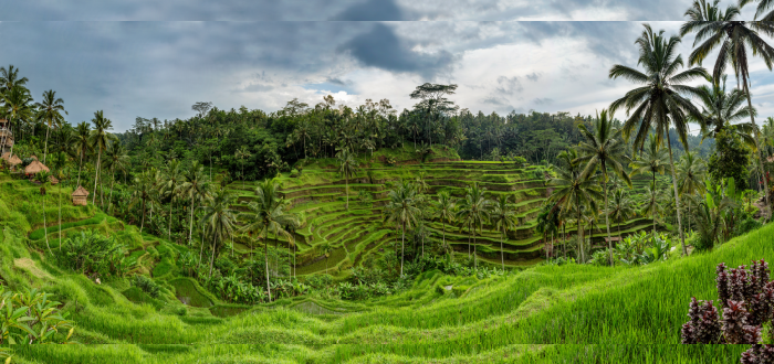 Qué ver en Indonesia | Tegallalang Rice Terrace