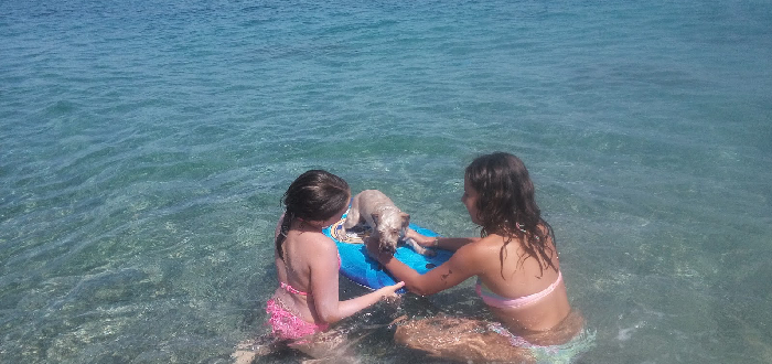 Qué ver en Fuengirola | Playa para perros