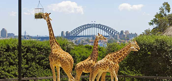 Qué ver en Sidney | Zoológico Taronga